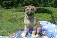 Strawberry's Mr. Pumpkin Bonfire, a male German Shepherd Dog for sale in Piedmont, MO – 3 of 6