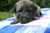 Lakeside Morning's Miss Coastal Cottage, a female German Shepherd Dog for sale in Piedmont, MO – 5 of 6