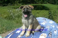 Strawberry's Miss Salted Butterscotch, a female German Shepherd Dog for sale in Piedmont, MO – 5 of 6