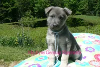 Foxy's Mr. Saltwater Breeze, a male German Shepherd Dog for sale in Piedmont, MO – 5 of 6