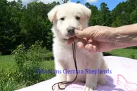 Ice Princess's Mr. Brown Sugar & Fig, a male German Shepherd Dog for sale in Piedmont, MO – 3 of 4