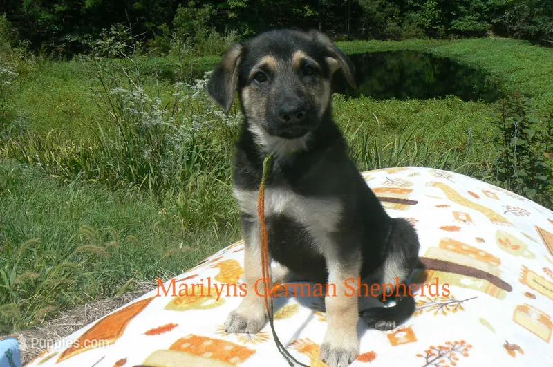 Enchantress Miss Autumn Wreath – German Shepherd Dog puppy for sale in Piedmont, MO