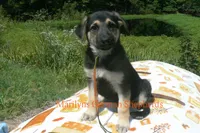 Enchantress Miss Autumn Wreath, a female German Shepherd Dog for sale in Piedmont, MO – 1 of 6