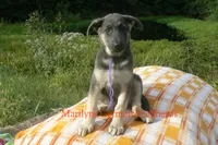 Sapphire's Miss Wilderness Trail, a female German Shepherd Dog for sale in Piedmont, MO – 4 of 6