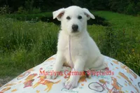 Strawberry's Miss Lavender Dusk, a female German Shepherd Dog for sale in Piedmont, MO – 4 of 6