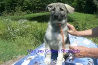 Strawberry's Miss Pumpkin Pecan Waffles, a female German Shepherd Dog for sale in Piedmont, MO – 2 of 6