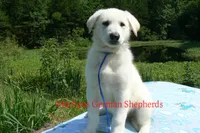 Lakeside Morning's Mr. Sea Salt Coast, a male German Shepherd Dog for sale in Piedmont, MO – 2 of 6
