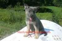 Sapphire's Mr. Cider Lane, a male German Shepherd Dog for sale in Piedmont, MO – 3 of 6