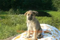 Enchantress's Mr. Fall Flannel, a male German Shepherd Dog for sale in Piedmont, MO – 2 of 6