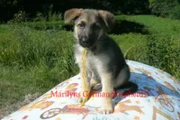 Strawberry's Mr. Fresh Fall Morning, a male German Shepherd Dog for sale in Piedmont, MO – 5 of 6