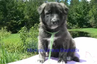 Ice Princess's Mr. Cucumber Melon, a male German Shepherd Dog for sale in Piedmont, MO – 3 of 4