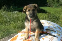 Enchantress's Miss Campfire Nights, a female German Shepherd Dog for sale in Piedmont, MO – 2 of 6