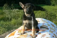 Enchantress's Mr. White Pine Lake, a male German Shepherd Dog for sale in Piedmont, MO – 6 of 6