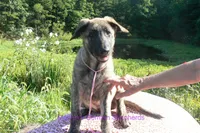 Lakeside Morning's Miss Coastal Cottage, a female German Shepherd Dog for sale in Piedmont, MO – 4 of 6