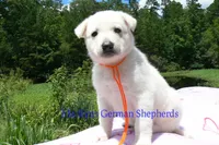 Ice Princess's Mr. Chasing Daydreams, a male German Shepherd Dog for sale in Piedmont, MO – 4 of 4