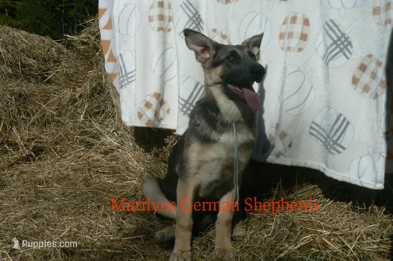 Sapphire's Miss Harvest Hayride – German Shepherd Dog puppy for sale in Piedmont, MO
