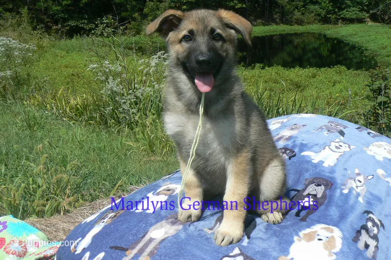 Strawberry's Miss Salted Butterscotch – German Shepherd Dog puppy for sale in Piedmont, MO