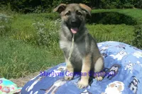 Strawberry's Miss Salted Butterscotch, a female German Shepherd Dog for sale in Piedmont, MO – 1 of 6