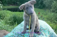 Ice Princess's Miss Honolulu Sun, a female German Shepherd Dog for sale in Piedmont, MO – 5 of 7