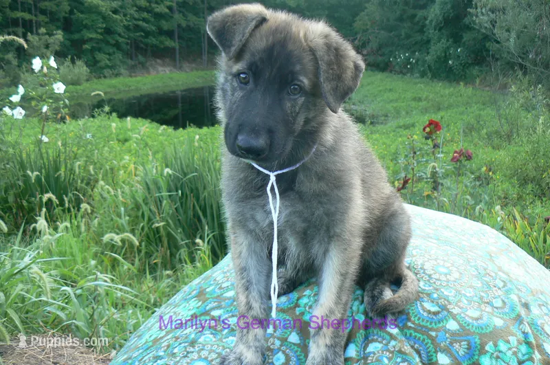 Ice Princess's Mr. Toasted Marshmallow Pop – German Shepherd Dog puppy for sale in Piedmont, MO