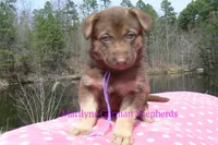 Midnight Illusions Miss Mountainside Wildflower, a female German Shepherd Dog for sale in Piedmont, MO – Photo 5 of 6