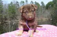 Midnight Illusions Miss Mountainside Wildflower, a female German Shepherd Dog for sale in Piedmont, MO – Photo 1 of 6