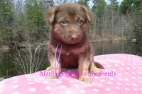 Midnight Illusions Miss Mountainside Wildflower, a female German Shepherd Dog for sale in Piedmont, MO – Photo 4 of 6