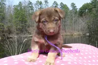 Midnight Illusions Miss Mountainside Wildflower, a female German Shepherd Dog for sale in Piedmont, MO – Photo 6 of 6