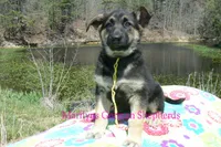 Midnight Illusions Miss Sunshine, a female German Shepherd Dog for sale in Piedmont, MO – Photo 6 of 6