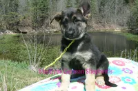 Midnight Illusions Miss Sunshine, a female German Shepherd Dog for sale in Piedmont, MO – Photo 3 of 6