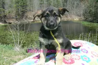 Midnight Illusions Miss Sunshine, a female German Shepherd Dog for sale in Piedmont, MO – Photo 4 of 6