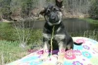 Midnight Illusions Miss Sunshine, a female German Shepherd Dog for sale in Piedmont, MO – Photo 2 of 6
