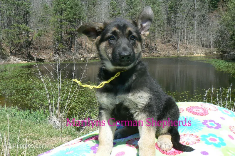 Midnight Illusions Miss Sunshine – German Shepherd Dog puppy for sale in Piedmont, MO