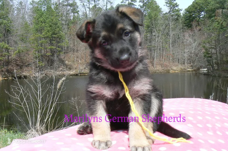 Midnight Illusions Miss Sunshine – German Shepherd Dog puppy for sale in Piedmont, MO