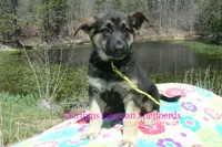 Midnight Illusions Miss Sunshine, a female German Shepherd Dog for sale in Piedmont, MO – Photo 5 of 6