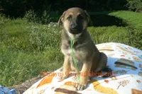 Enchantress's Mr. Honey Crisp Apple, a male German Shepherd Dog for sale in Piedmont, MO – 3 of 6