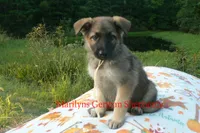 Strawberry's Miss Salted Butterscotch, a female German Shepherd Dog for sale in Piedmont, MO – 3 of 6