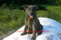 Sapphire's Miss Sunrise Woods, a female German Shepherd Dog for sale in Piedmont, MO – 4 of 6