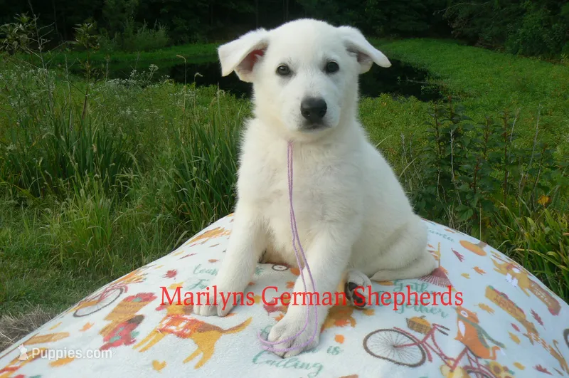 Strawberry's Miss Lavender Dusk – German Shepherd Dog puppy for sale in Piedmont, MO