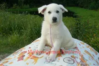 Strawberry's Miss Lavender Dusk, a female German Shepherd Dog for sale in Piedmont, MO – 1 of 6
