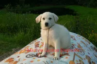 Strawberry's Miss Midnight Plum, a female German Shepherd Dog for sale in Piedmont, MO – 6 of 6