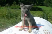 Sapphire's Mr. Cider Lane, a male German Shepherd Dog for sale in Piedmont, MO – 2 of 6