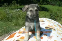 Enchantress's Mr. Crisp Forest Air, a male German Shepherd Dog for sale in Piedmont, MO – 4 of 6