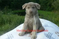 Sapphire's Miss Corn Maze Craze, a female German Shepherd Dog for sale in Piedmont, MO – 3 of 6