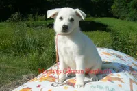 Strawberry's Miss Champagne Apple & Honey, a female German Shepherd Dog for sale in Piedmont, MO – 6 of 6