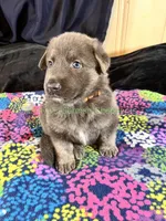 Saffron's Mr. Spiced Orange, a male German Shepherd Dog for sale in Piedmont, MO – 4 of 10