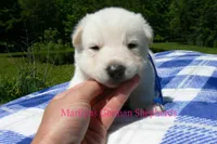 Lakeside Morning's Mr. Sea Salt Coast, a male German Shepherd Dog for sale in Piedmont, MO – 2 of 6