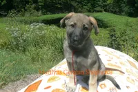 Enchantress's Miss Ciderhouse, a female German Shepherd Dog for sale in Piedmont, MO – 4 of 6