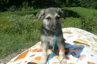 Enchantress's Mr. Crisp Forest Air, a male German Shepherd Dog for sale in Piedmont, MO – 3 of 6