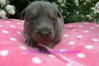Foxy's Miss Watermelon Bubble Gum, a female German Shepherd Dog for sale in Piedmont, MO – Photo 3 of 6